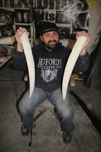 Snidade valrossbetar. 