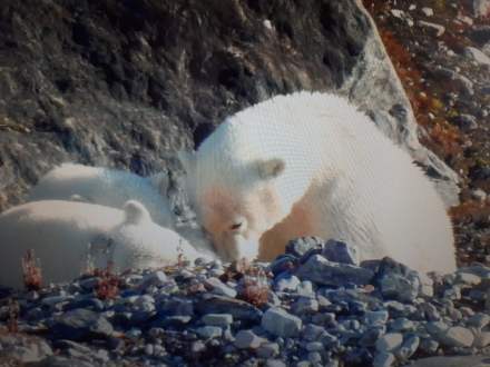 orca_share_media1534858507815