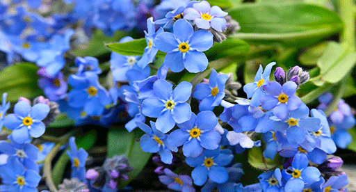 forget_me_not_growing_guide