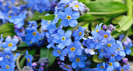 forget_me_not_growing_guide