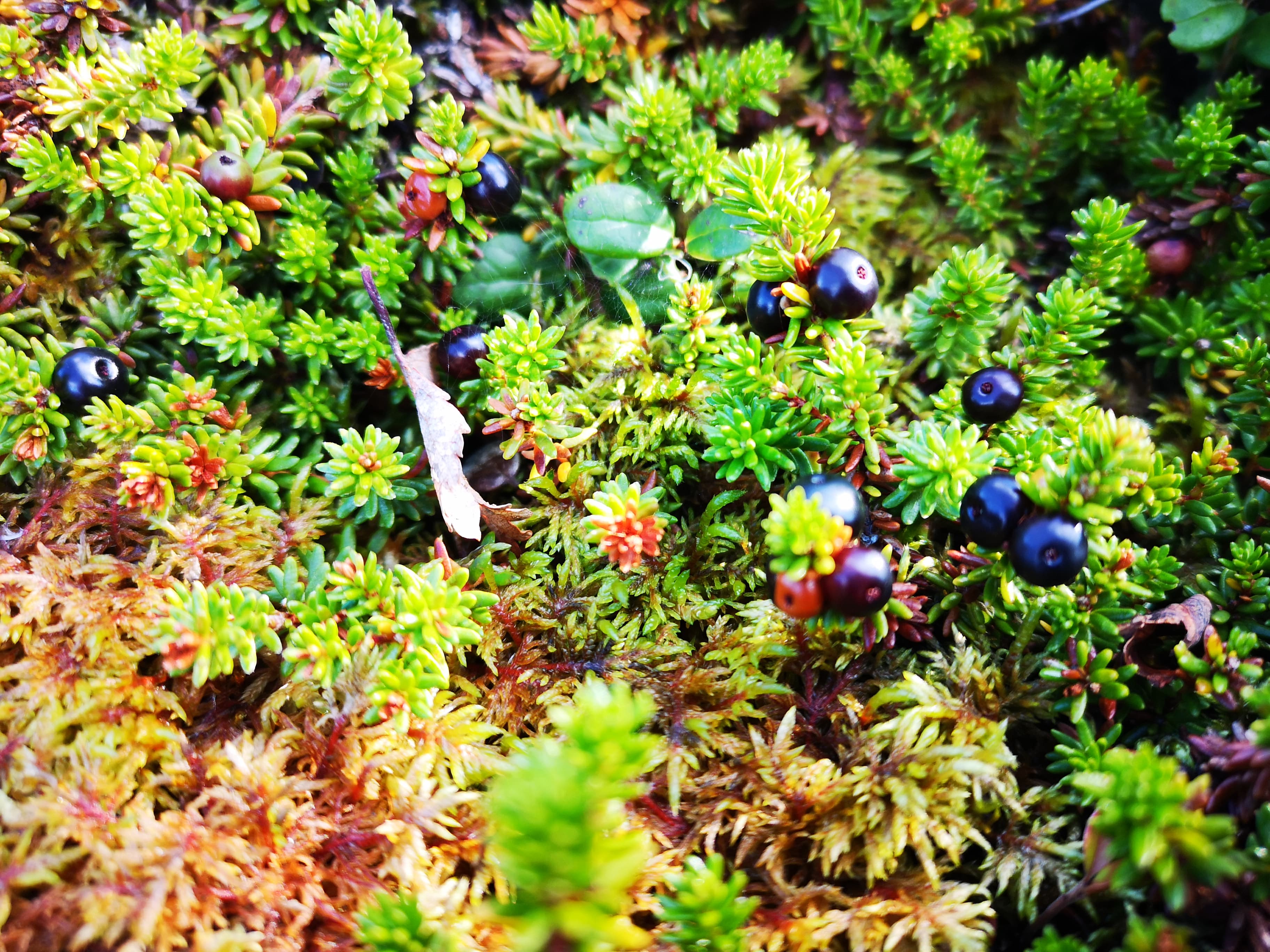 113338447_4217765994931363_3220291067386987997_n