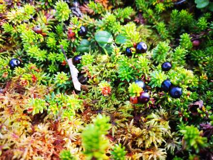 113338447_4217765994931363_3220291067386987997_n